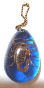 サソリ　美しい　ネックレス　キーホルダー　蠍　さそり　本物　自然 スコーピオン　SCORPION　生き物　3