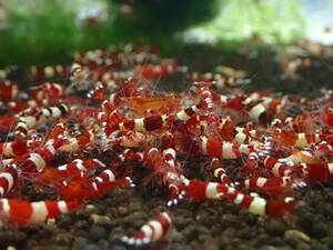  red shadow shrimp 11 pcs #. egg # female # breeding # aquarium ±2cm with special favor!