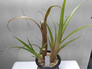 【即決】'Billbergia nutans'ビルベルギア ヌタンス ヨウラクツツアナナス【送料無料】