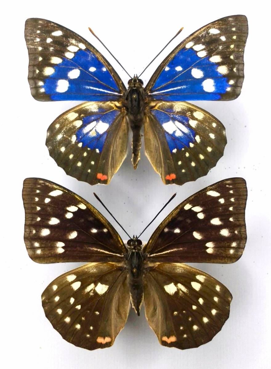 Yahoo!オークション  モルフォ蝶 標本虫類 ペット用品の落札