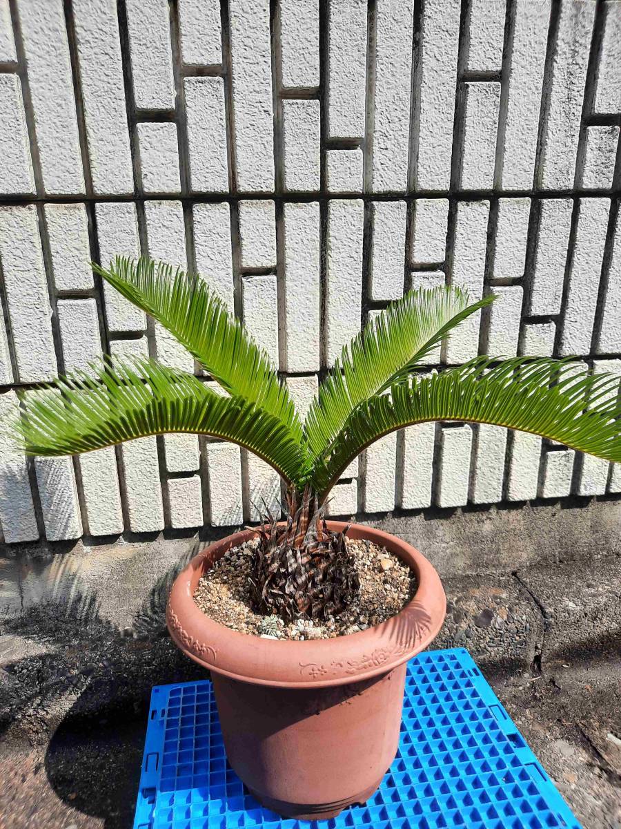 2023年最新】ヤフオク! -植物 ソテツの中古品・新品・未使用品一覧