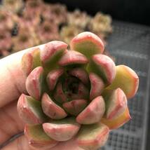 多肉植物24個 0919-D081 Echeveria Coloring Ring エケベリア カット苗 _画像2