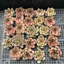 多肉植物24個 0919-D081 Echeveria Coloring Ring エケベリア カット苗 _画像1