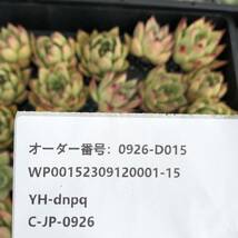 多肉植物24個 0926-D015 エボニー エケベリア カット苗 _画像3