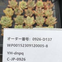 多肉植物24個 0926-D137 ホワイトエボニー エケベリア カット苗 _画像3