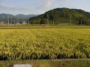  prompt decision agriculture house direct delivery . peace 4 year Hyogo prefecture production new rice Koshihikari brown rice 30kg