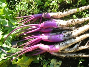 滋賀県特産 日野菜かぶ 50粒 蕪