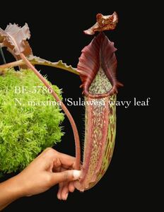 BE-3786 N. maxima 'wavy leaf'- clone # 9 ウツボカズラ 食虫植物 5