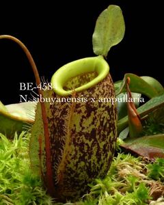 BE-4584 N. sibuyanensis x ampullaria ウツボカズラ 食虫植物 ネペンテス 2