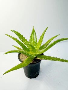 アロエ ドロテアエ（Aloe dorotheae）アフリカ原産 赤色に染まるアロエ 抜き苗での発送　選別株　多肉植物　サボテン