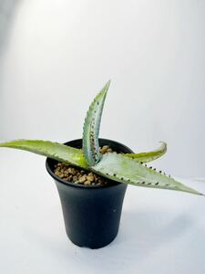 アガベ グイエンゴーラ（モトシエラ） Agave guiengola moto Sierra メキシコ原産 輸入株　連刺 発根済　レア　抜き苗は送料込　ドライ