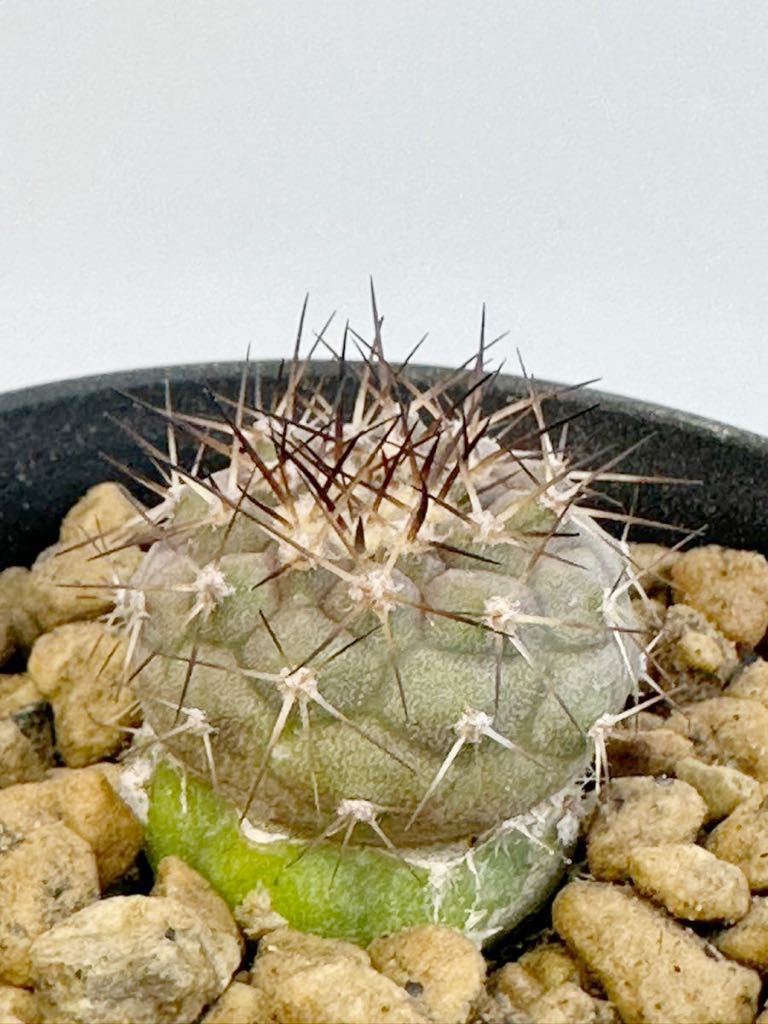 2023年最新】ヤフオク! -#copiapoa(サボテン)の中古品・新品・未使用品一覧