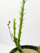 ユーフォルビア グロボーサ 玉鱗宝 Euphorbia globosa 抜き苗は送料込◎多肉 塊根 アフリカ原産 塊根あり 群生 コーデックス_画像3