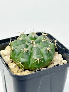 ギムノカリキウム 麗蛇丸 Gymnocalycium damsii 実生苗 南米原産 抜き苗は送料込◎ギムノ 美花サボテン