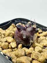 Gymnocalyium cv. black&redギムノカリキウム ブラックアンドレッド 輸入株カキコ　レア　抜き苗は送料込　黒肌と赤肌　斑入りギムノ_画像6