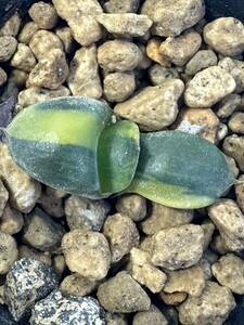 Gasteria armstrongii variegated 希少 斑入り　ガステリア 酒井臥牛錦　実生選抜株　サボテン　多肉植物　アフリカ原産　送料込