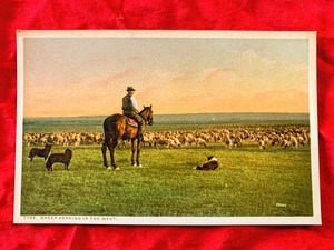 7176/米国Antique絵葉書 デトロイト 遊牧民 系羊飼い アメリカ ポストカード