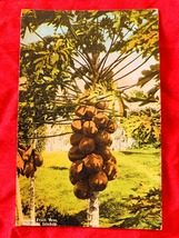 7129/米国Antique絵葉書 ハワイ パパイヤフルーツ畑 アメリカ ポストカード_画像1