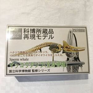 国立科学博物館　マッコウクジラ(全身骨格)　海洋堂　アクアテイルズ　アクアランド