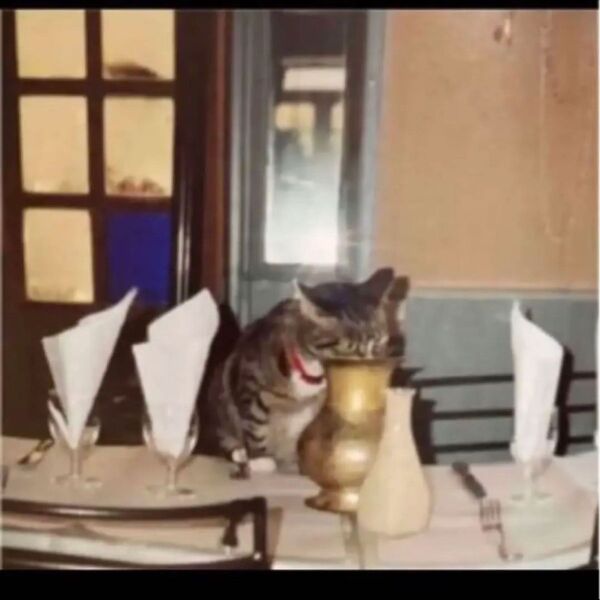◎一期一猫 : 街角の記憶 サイン入り+おまけ付き