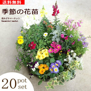  season. flower seedling 20 pot set flower color Mix gardening flower ..... spring summer autumn winter 