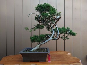  bonsai genuine Kashiwa height of tree 44cm