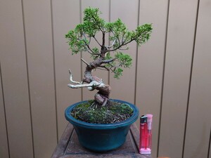  bonsai thread fish river genuine Kashiwa height of tree 21cm