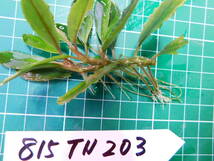 ◎815TN203　（自家栽培）水草　ブセファランドラ　Bucephalandra sp. SW シンタン_画像2