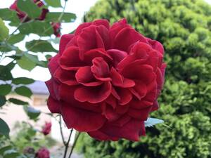 薔薇　挿し穂　赤 5本　■送料無料（挿し木 庭園 低木）バラ　ガーデニング　ばら 真っ赤　イギリス　クラシック