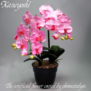 Легкий катализатор Phalaenopsis Orchids Interior Interior 2 Honen Pink Pink Celebration Gift Memories Новый день рождения утилизировать недавно открытые цветочные фальшивые зеленые чистые