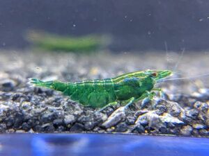 [OSH] green Jade Cherry shrimp 35 pcs 