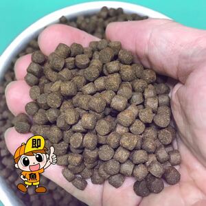 コスパ最高 日清丸紅飼料『マダイEPメジャー6』500g おとひめの代用品 錦鯉 ポリプテルス ナマズ プレコ エイ 餌 送料無料 最速発送