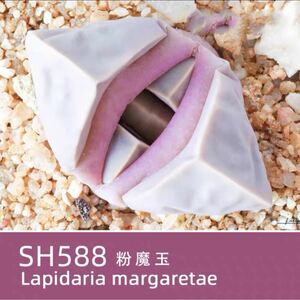 多肉植物　リトープスアメリカ　MESAピンク魔玉種子SH588