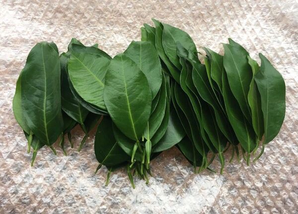 無農薬 柚子の葉 300枚 送料込み