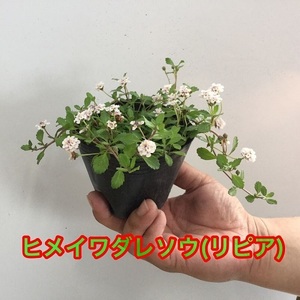 リピア（ヒメイワダレソウ） / 9cmポット （168本セット）（送料無料） 苗 植木 苗木 庭 グランドカバー