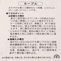 ネーブルオレンジ 樹高0.3m前後 9cmポット （15本セット）（送料無料） お手軽にベランダでも 苗 植木 苗木 庭_画像3