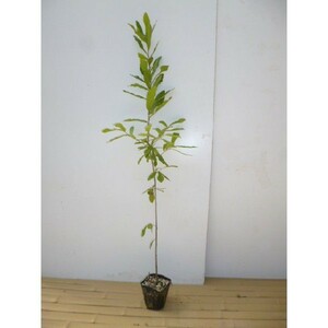 コナラ 樹高0.8m前後 10.5cmポット （20本セット）（送料無料） 苗 植木 苗木 庭