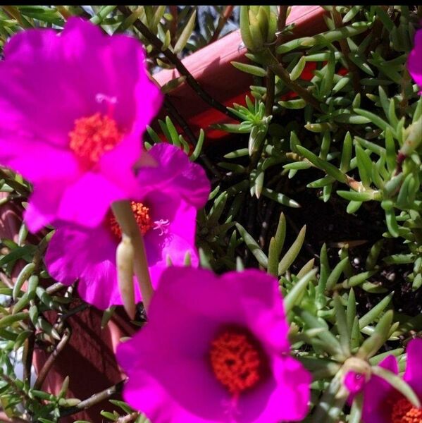 花大 松葉牡丹 マツバボタン (赤花大)植物一般