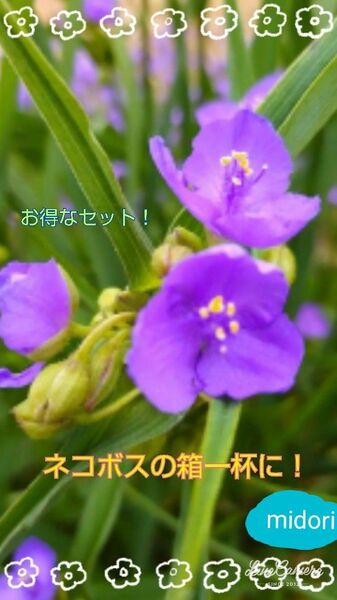 紫露草 ムラサキ ツユクサ ネコボスの箱一杯に ！ 茶花