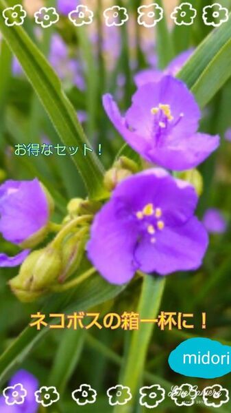 紫露草 ムラサキ ツユクサ ネコボスの箱一杯に ! 茶花