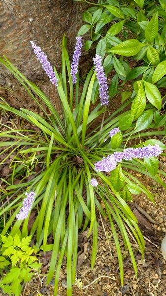 ヤブラン植物一般