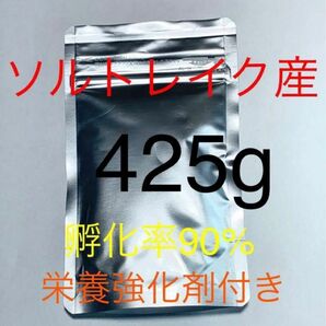 ソルトレイク産　高品質ブラインシュリンプ　栄養強化剤付き　魚用エサ