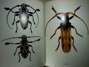 甲虫写真集（洋書） ※状態悪い方　大型本34.5cm