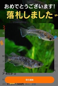 〈MARIMOYAブリード個体〉極上 マルギナータコブラ 卵　10+α