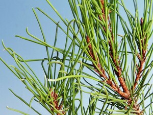 雲竜(枝葉)折り鶴・一葉(1本葉) 赤松　C　・珍品・花木・山野草