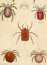 1837年 Cuvier Animal Kingdom 手彩色 鋼版画 オオミズダニ科 マルミズダニ オオヌマダニ科 オオヌマダニなど6種 博物画_画像2