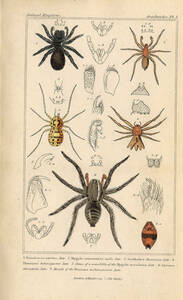 1837年 Cuvier Animal Kingdom 手彩色 鋼版画 ヤノテグモ科 ヤマシログモ科 コモリグモ科など5種 博物画