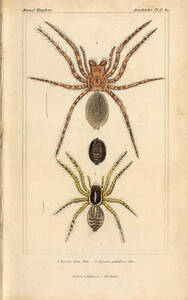 1837 year Cuvier Animal Kingdom hand coloring steel woodcut Como ligmo. Como ligmo.o or si Como ligmo.2 kind . thing .