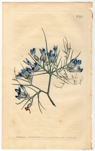 1803年 手彩色 銅版画 Curtis Botanical Magazine No.676 マメ科 エリナケア属 Anthyllis erinacea