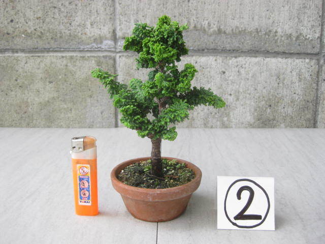2023年最新】ヤフオク! -小品盆栽鉢の中古品・新品・未使用品一覧